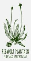 Vector drawings RIBWORT PLANTAIN. Hand drawn illustration. Latin name PLANTAGO LANCEOLATA L.