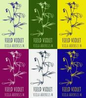 Set of vector drawing of FIELD VIOLET in various colors. Hand drawn illustration. Latin name VIOLA ARVENSIS.