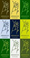 Set of vector drawing of COMMON MISTLETOE in various colors. Hand drawn illustration. Latin name VISCUM ALBUM L.