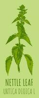 Vector drawings NETTLE LEAF. Hand drawn illustration. Latin name URTICA DIOICA L.