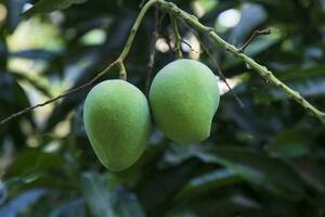 Fresco crudo verde mango bisagra en el árbol rama. selectivo atención foto