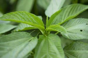 Closeup Focus Top view of Green Jute plant  leaf photo