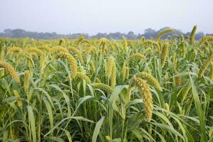 Raw Ripe millet crops in the field photo