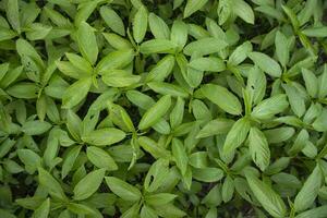 Green raw Jute Plant top view pattern texture can be used as a background wallpaper photo