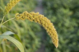 millet spike with a Shallow depth of field. selective Focus photo