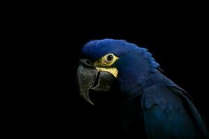 Hyacinth macaw bird. Generate Ai photo