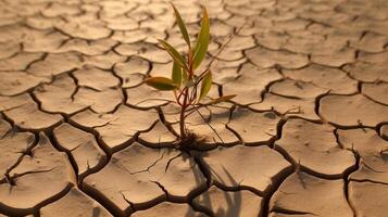 The concept of environmental restoration The growth of seedlings on cracked soil, cracked soil in the dry season affected by global warming causes climate change, water shortages. photo