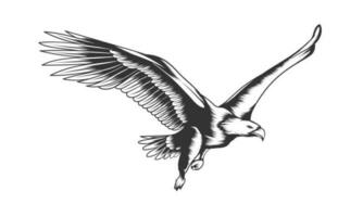 eagle in flight detailed vector