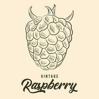 Vintage Hand Drawing raspberry Fruit Sketch Vector Stock Illustration