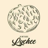 Vintage Hand Drawing lychee Fruit Sketch Vector Stock Illustration