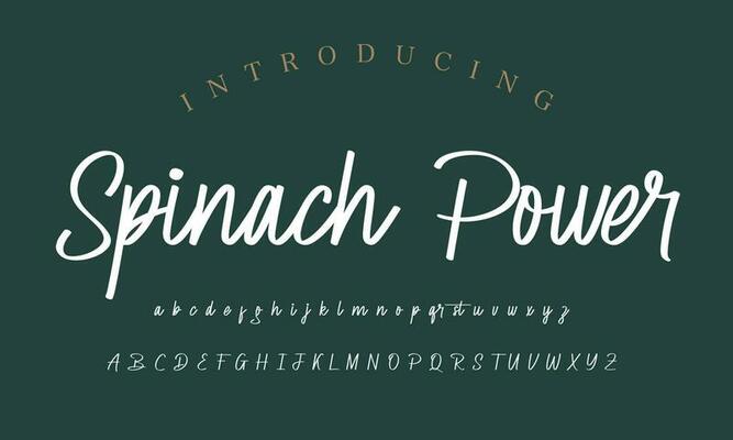 Signature Font Calligraphy Logotype Script Brush Font Type Font lettering handwritten