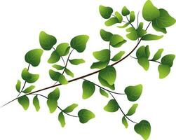 Green Leaves Branch Over White Background. vector