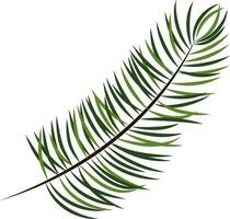 Isolated Fir Leaves Branch Background. vector