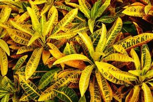 Background textures of ornamental pine trees in Saratha Park photo