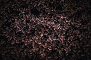 Background texture, purple gooseberry an ornamental plant in the park photo