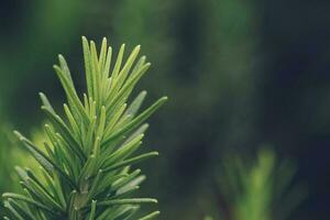 Fresh green rosemary herbal texture background photo