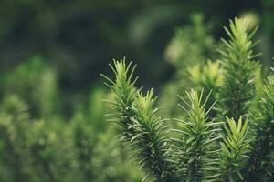 Fresh green rosemary herbal texture background photo