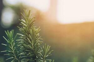 Fresh green rosemary herbal texture background photo