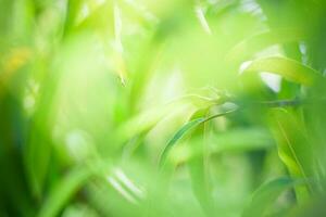 green nature background. ecology system in spring and summer background concept photo