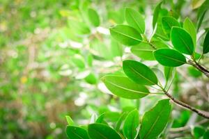 green nature background. ecology system in spring and summer background concept photo