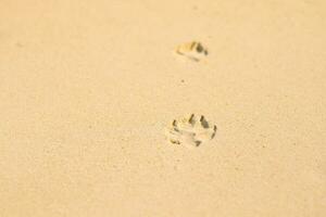 Dog footprint in sand at beach photo