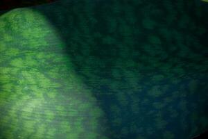 green nature background. ecology system in spring and summer background concept photo