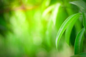 green nature background. ecology system in spring and summer background concept photo