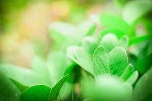 green nature background. ecology system in spring and summer background concept photo