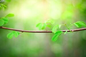 green nature background. ecology system in spring and summer background concept photo