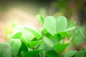 green nature background. ecology system in spring and summer background concept photo