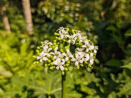 un cerca arriba de cnidoscolo aconitifolius flor. además conocido como chaya, árbol espinaca, o Espinacas árbol. para flor antecedentes o fondo de pantalla foto