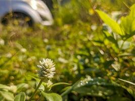 un cerca arriba de gomphrena serrata flor foto