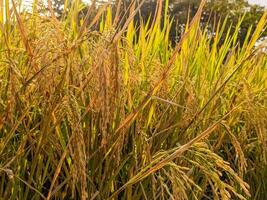 A close up of yellow rice grains that have not been harvested photo