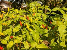 A capsicum frutescens or cabai rawit. Ingredients for spicy food photo