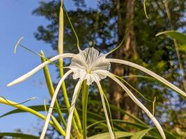 A close up of Hymenocallis littoralis flower. Also known as the beach spider lily. a species of plant in the amaryllis family Amaryllidaceae photo