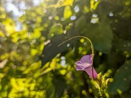 un cerca arriba de ipomoea triloba flor. un especies de ipomoea Mañana gloria conocido por varios común nombres, incluso campanita y aiea Mañana gloria. para flor antecedentes o fondo de pantalla foto