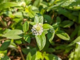 un cerca arriba de gomphrena serrata flor foto