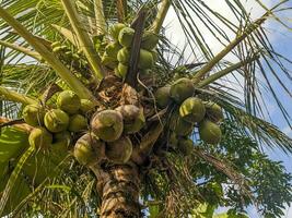 A Coconut or Cocos nucifera fruit still hanging on the tree. For fruit background or wallpaper photo