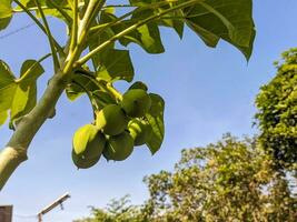 A jatropha curcas fruit still hanging on the tree. Also called as physic nut, Barbados nut, poison nut, bubble bush or purging nut photo