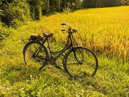 an old bicycle or sepeda onthel with rice fields in the background photo