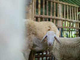 A sheep or Ovis aries in the pen in blitar, indonesia photo