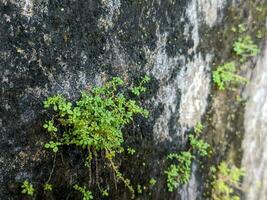 a close up of pilea microphylla plant growing on a wall. For plant background or wallpaper photo