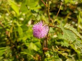 A close up of Mimosa pudica. also called sensitive plant, sleepy plant, action plant, touch me not, or shameplant photo