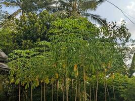 un manihot esculenta planta. comúnmente llamado mandioca, mandioca, o yuca un leñoso arbusto de el euforbio familia, euphorbiaceae foto