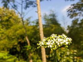 un cerca arriba de cnidoscolo aconitifolius flor. además conocido como chaya, árbol espinaca, o Espinacas árbol. para flor antecedentes o fondo de pantalla foto