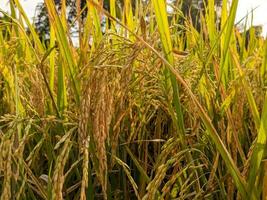 A close up of yellow rice grains that have not been harvested photo