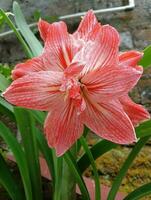 hermosa amarilis flor en el jardín foto