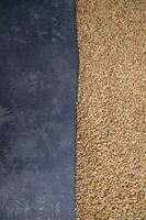 wheat grains seeds with concrete floor  text space photo