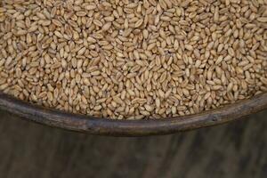 Wheat grains in a bowl on a wooden background, top view photo