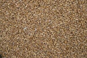 wheat grains seeds pattern Texture can be used as a Background wallpaper photo